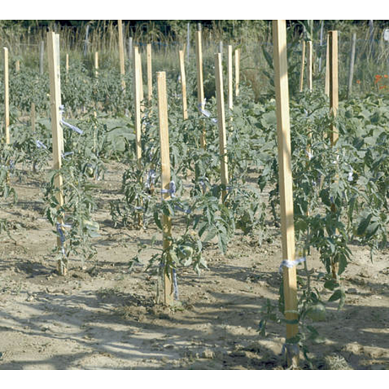 Nortene ACACIA akáckaró - H. 170 cm  -  akác - (2018321)