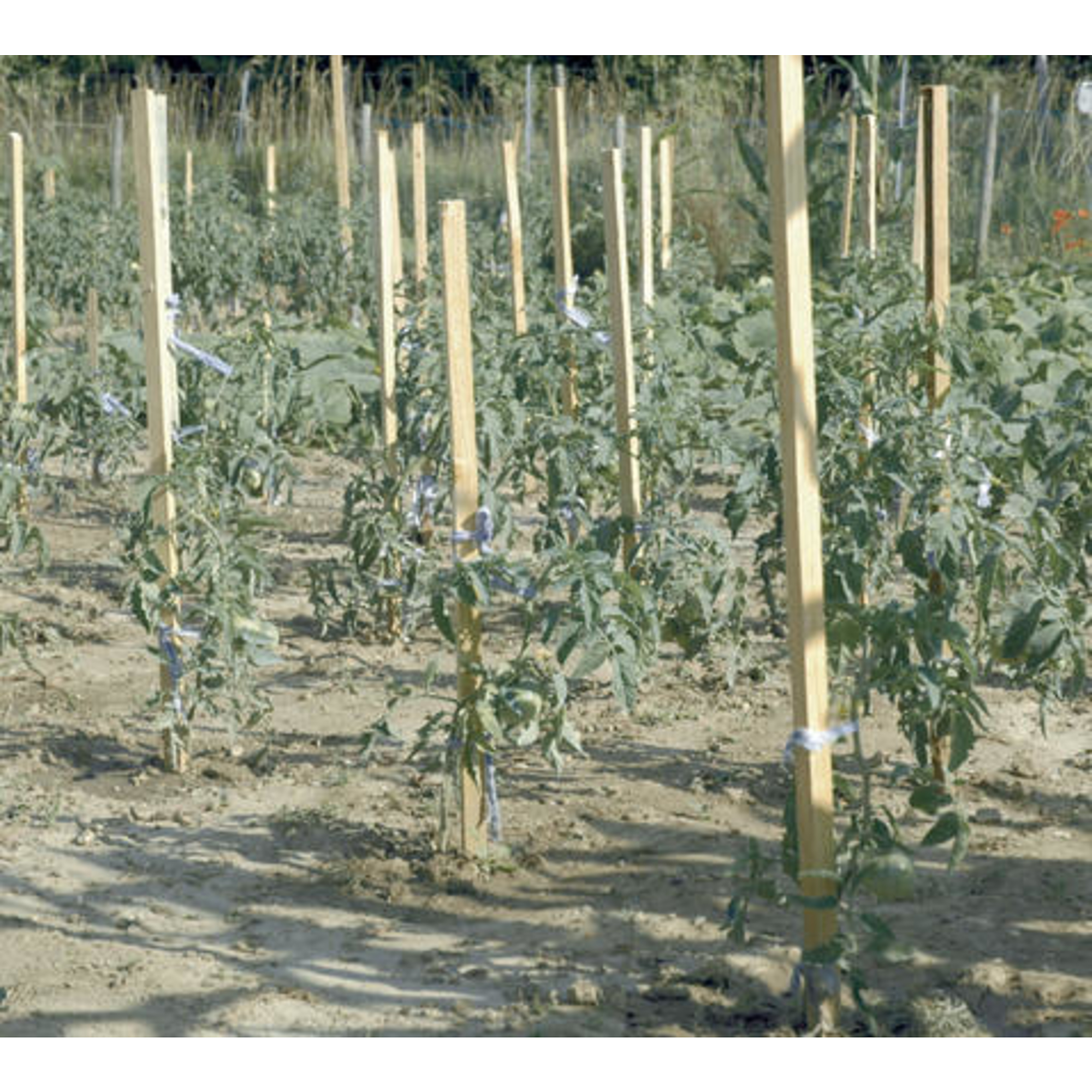 Nortene ACACIA akáckaró - H. 170 cm  -  akác - (2018321)