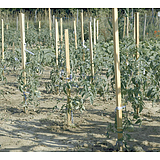Nortene ACACIA akáckaró - H. 170 cm  -  akác - (2018321)