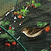 Nortene BIRDNET madárháló - 4 x 50 m -  18 x 18 - zöld - 121000