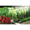 Nortene TOMATOTUBE 50 µm LDPE perforált takarófólia - 0,6 x 10 m -  ? 38 cm - sárga - 110162