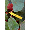 Nortene TREE LABEL függő címke - 9,5 x 1,5 cm -  sárga - 147048