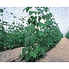 Nortene TRELLINET PP (Sz-120/12) növénytartó háló - 1,2 x 10 m -  100 x 100 - színtelen - 120215